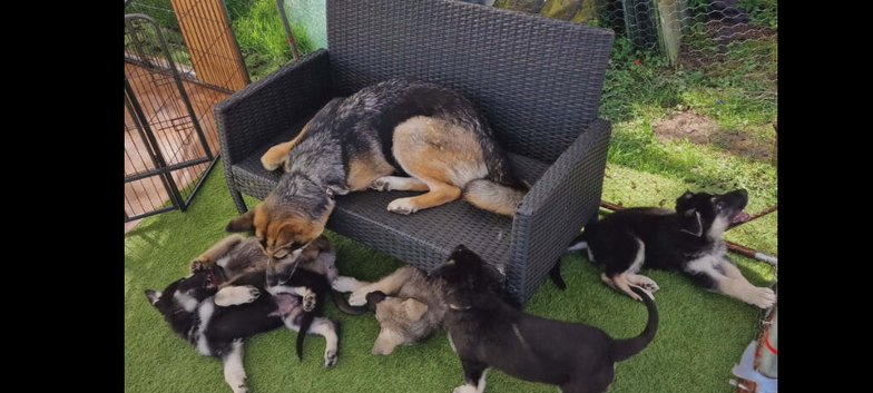 German shepherd puppies for sale.