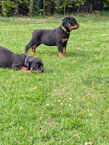 Beautiful Rottweiler pups