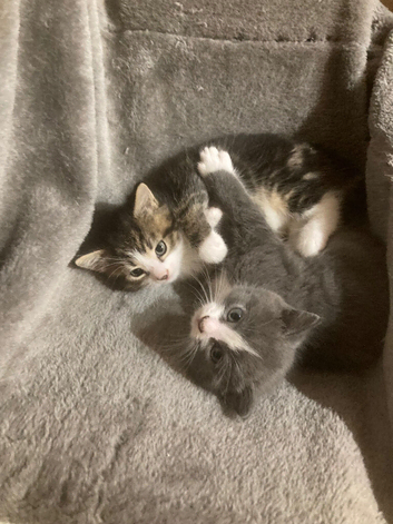 Ready now! Beautiful part pedigree kittens