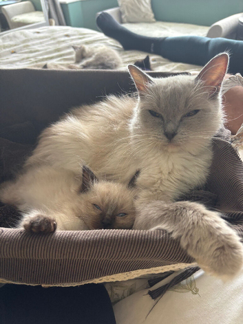 2 male rag doll kittens