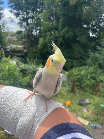 Beautiful hand tamed cocketeil