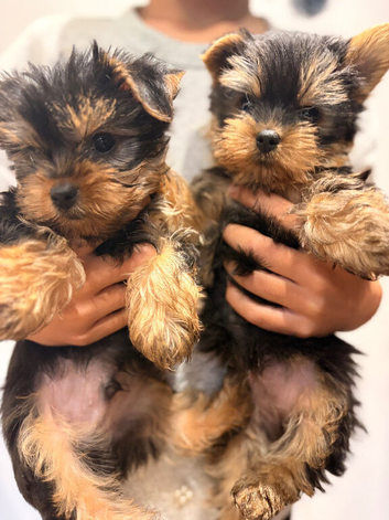 YORKSHIRE TERRIER