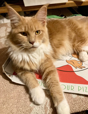 Maine coon