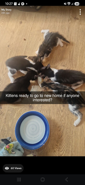 2 x black and white kittens