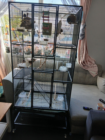 Ten finches and cage for sale