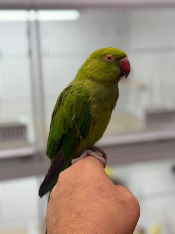 Green ringneck parrots