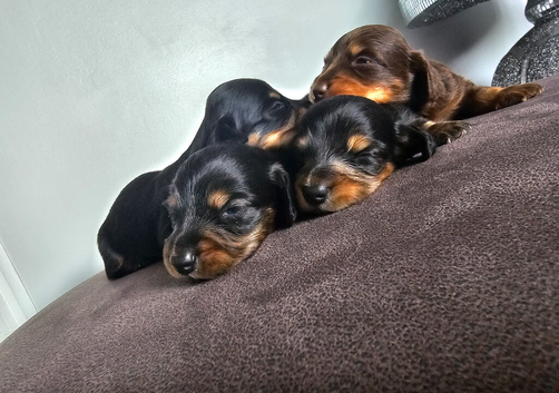 4 miniature long hair dachshund puppies