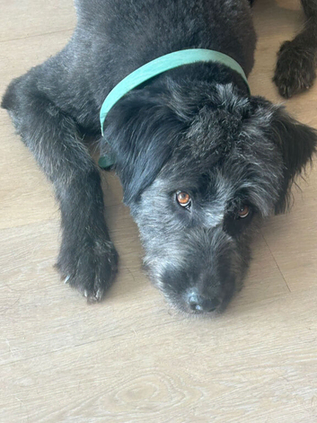 Beautiful Kayla looking for her forever home