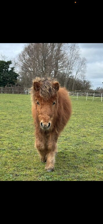 Imphs registered colt