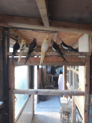 Cockatiels