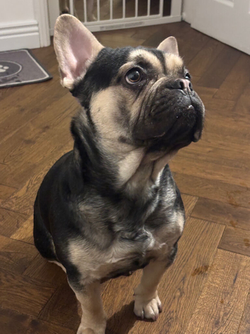 Very cute and friendly dog looking for a new home.