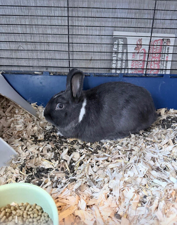 Netherland dwarf cross