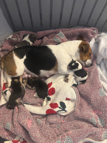 2 pure Jack Russell boys