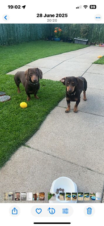 Dachshund boys looking for forever home