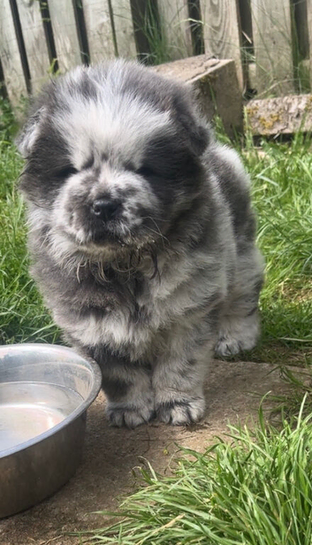 chow chow puppies