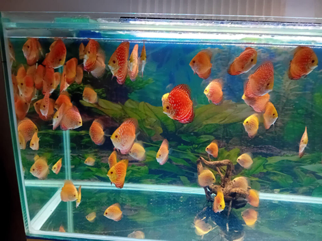 Young Asian Red Pigeon Blood Discus For Sale: &pound;25 each, or 4 for the price of 3