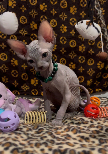 Sphynx kittens ready now