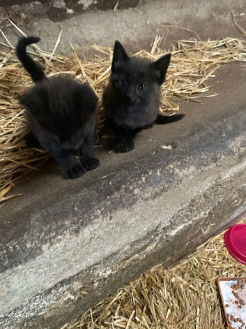 Beautiful loving Farm Kittens