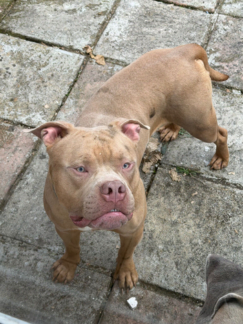 1 year old 3/4 boerboel 1/4 cane corso