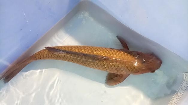 Chagoi Japanese koi