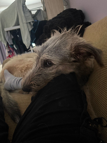 9 months old Irish wolfhound