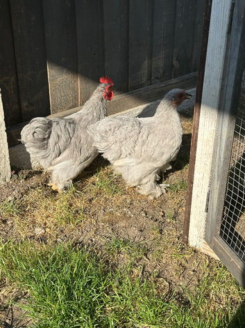 Lavender pekin