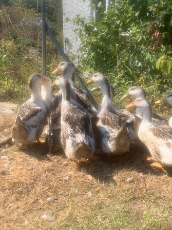 Silver Appleyard Ducks