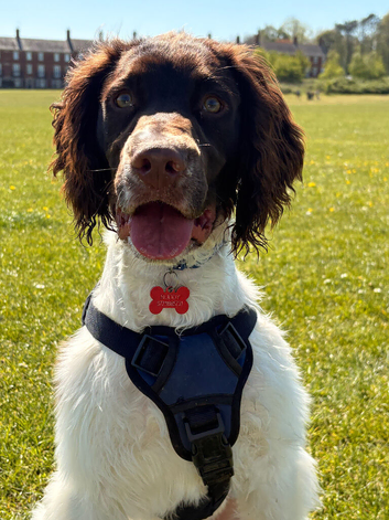 10 month old Male Sprocker