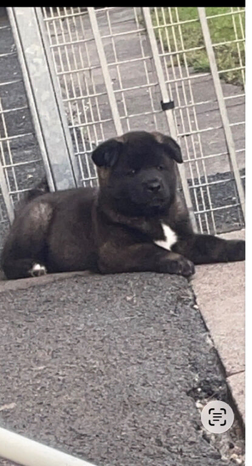 american akita pups
