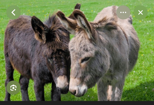 Wanted 2 donkeys
