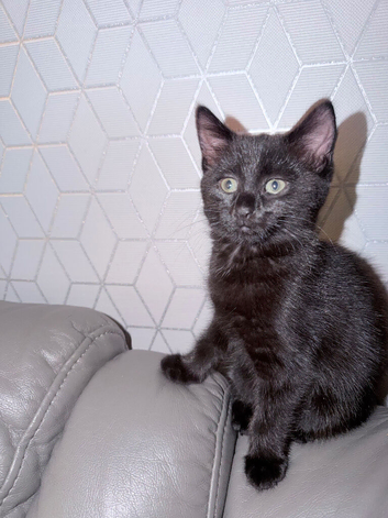 Black kitten