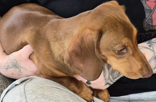 Dachshund puppy