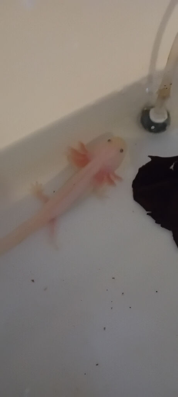 Axolotl babies