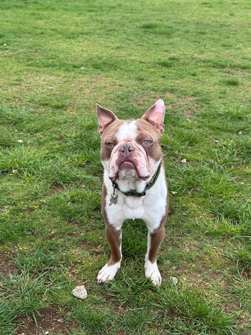 Boston male for stud duties