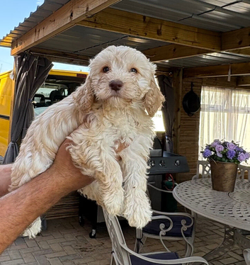 F1 Cockerpoo puppies ready to leave