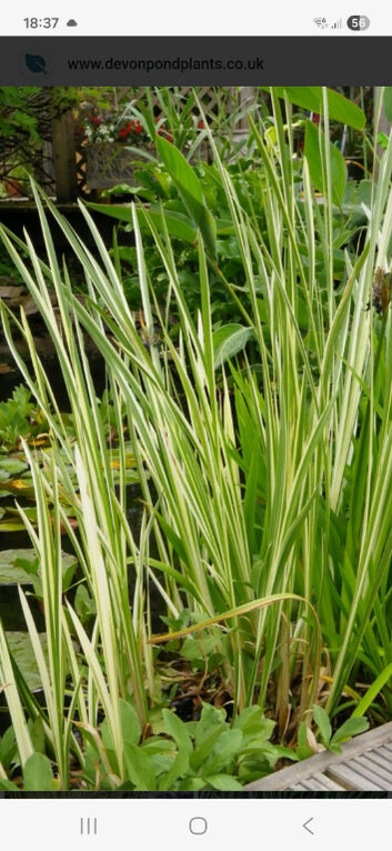 Pond plants