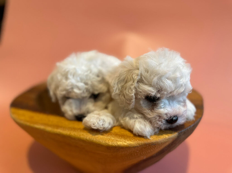 KC Bichon Frise Puppies Champion Bloodlines