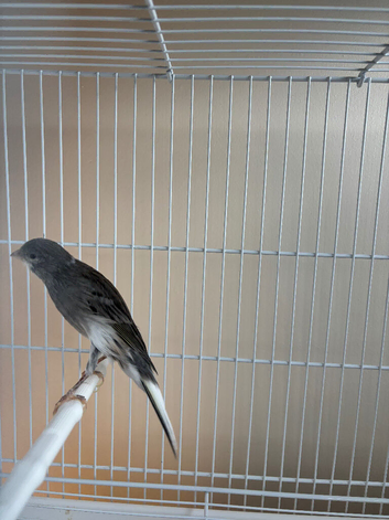 Scottish fancy Canary's