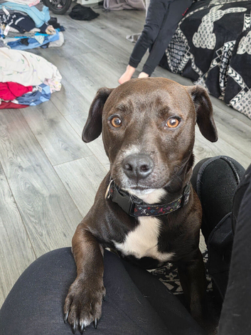Staffy x patterdale
