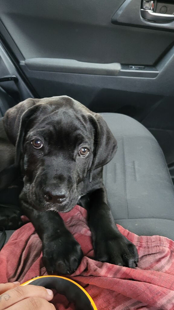 Cane corso puppyŵq