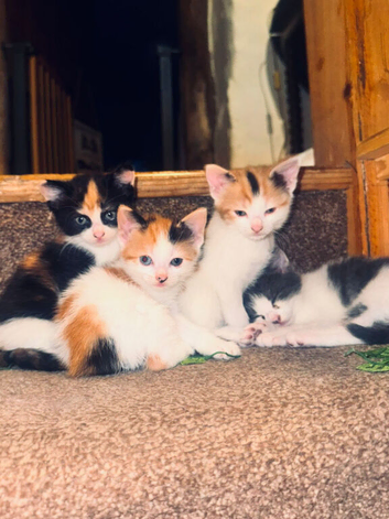 2 beautiful kittens