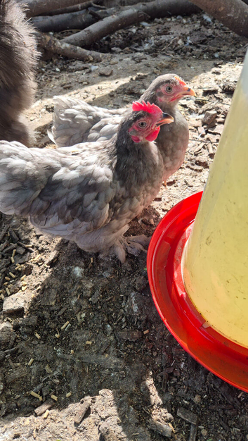 Pair of pekins