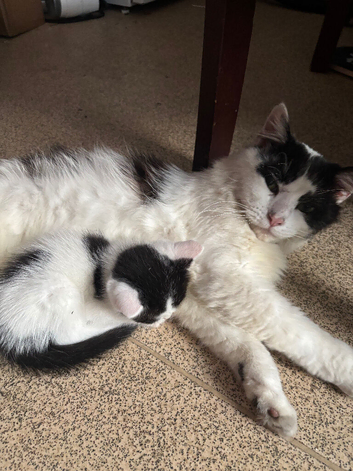 Kittens