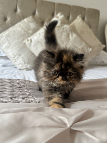 Persian kittens 1 short hair