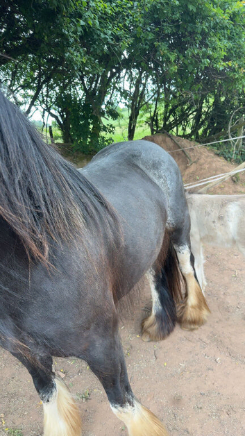 14h 5 year old mare and 26 day old foal out of 15.2h stepping cob