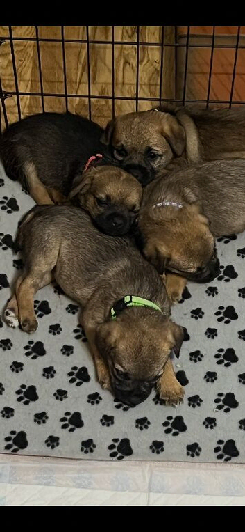KC registered Border Terrier Puppies