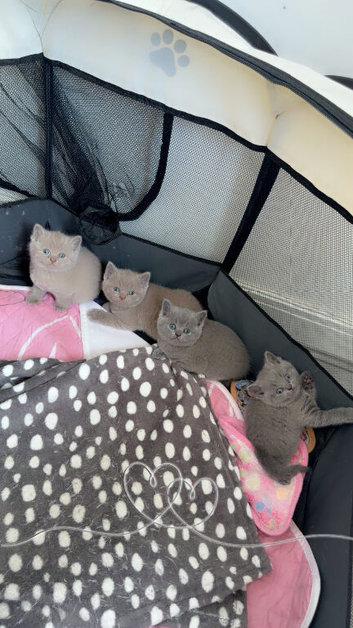 3 Female British Shorthairs available for sale