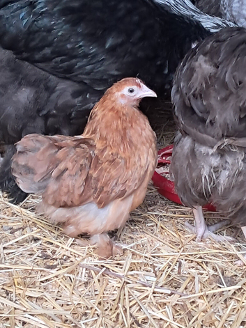 Three Pekin Bantam Hens
