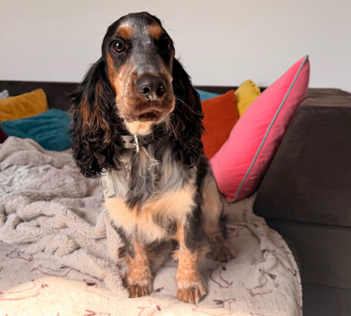 KC reg show cocker spaniel girl