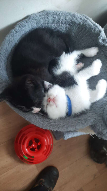 Ragdoll/Blue Russian kittens